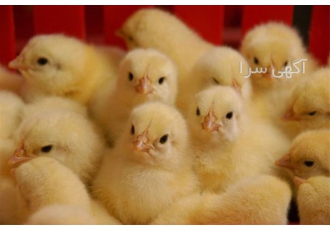 جوجه گوشتی نژاد راس واکسن خورده طیور در تهران تحت نظر دامپزشک مجرب