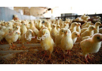 فروش مرغ گوشتی و جوجه یکروزه گوشتی با قیمت خوب در نور فروش مرغ گوشتی
