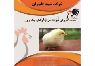 پرورش مرغ گوشتی یک روزه، جوجه گوشتی یک روزه