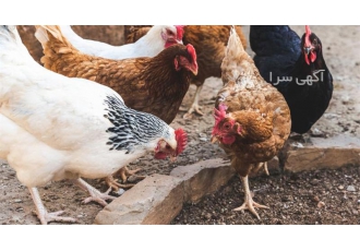 خرید مرغ ۱۵۰ روزه پنج ماهه از شرکت در نور اگر به دنبال خرید مرغ 150