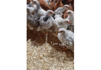 فروش نیمچه مرغ ۴ ماهه گلپایگانی اصلاح نژاد شده در نور فروش نیمچه مرغ 4