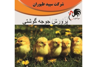 فروش جوجه مرغ گوشتی یک روزه همه روزه طیور در تهران فروش جوجه مرغ