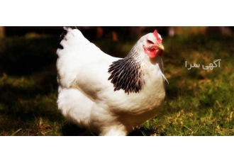 قیمت فروش جوجه مرغ بومی اصلاح شده / طیور در تهران قیمت فروش جوجه مرغ