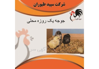 فروش جوجه محلی فروش جوجه محلی تخم گذار یک روزه در تهران فروش جوجه محلی