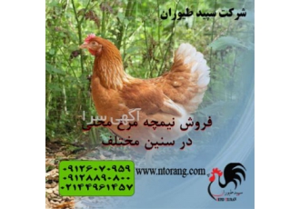 فروش جوجه مرغ مرندی ، فروش نیمچه مرغ پا به تخم