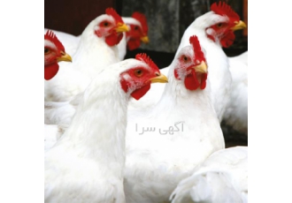 فروش بهترین مرغ و خروس راس زنده و گوشت تازه به‌صورت تضمینی