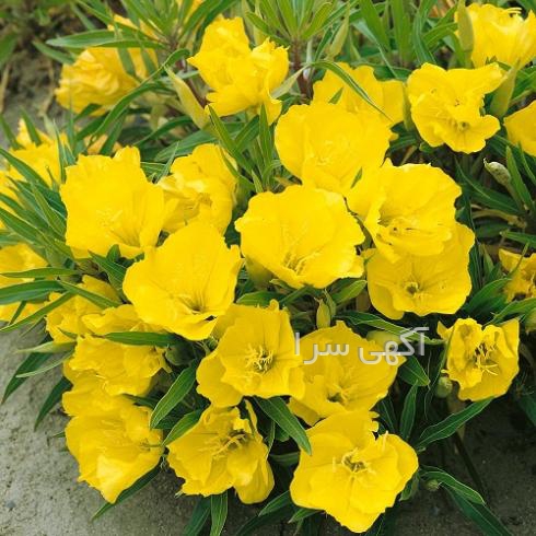 خرید بذر f1 گل های زینتی