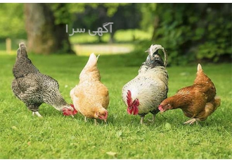 فروش و پخش مرغ بومی طیور در تهران فروش جوجه مرغ بومی یک روز هر هفته