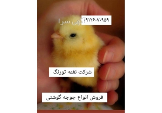 فروش انواع جوجه گوشتی _ طیور