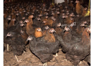 مرغ مشکی تخمگذار و نیمچه چهارماهه با کیفیت عالی برای خرید