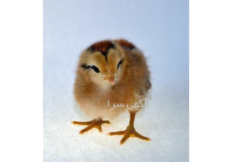 فروش جوجه عمده گوشتی ، محلی یکروزه ، نغمه طیور