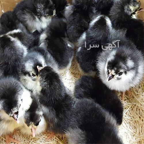 آگهی های کشاورزی و دامداری - مرند