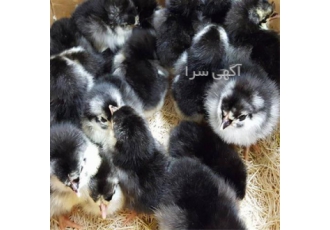 جوجه یک روزه مشکی محلی