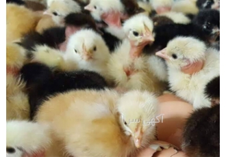 خرید جوجه یک روزه گردن لختی و جوجه گردن لخت محلی در نور خرید جوجه یک