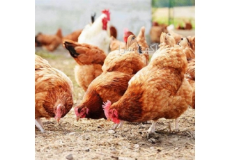 قیمت فروش نیمچه مرغ محلی تخمگذار اصلاح شده