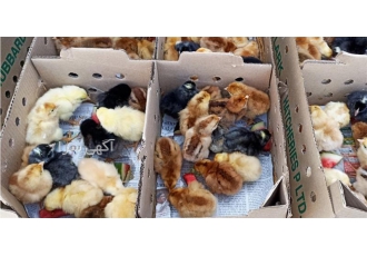 تولید و فروش جوجه ۱ روزه محلی واکسینه شده با قیمت در نور تولید و فروش