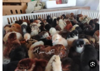 جوجه یک روزه بومی خرید عمده با قیمت مناسب در ساری جوجه یک روزه بومی
