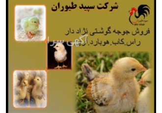 فروش جوجه مرغ گوشتی با وزن سود دهی بالا طیور در تهران فروش جوجه مرغ