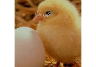 قیمت و فروش جوجه گوشتی ؛ طیور در تهران قیمت فروش خرید جوجه گوشتی طیور