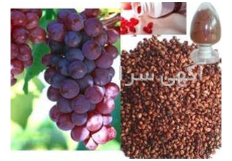 فروش هسته انگور برای روغن هسته انگور در تبریز بهترین قیمت دانه