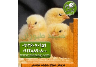 فروش جوجه مرغ گوشتی - جوجه راس 3- طیور