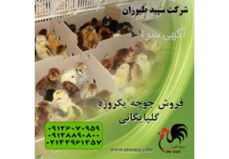 جوجه یک روزه گلپایگانی ، جوجه گلپایگانی محلی