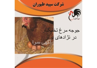 فروش وپرورش جوجه مرغ تخم گذار بومی طیور در تهران فروش وپرورش جوجه مرغ