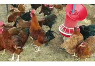 خرید مرغ بومی تخمگذار 5 ماهه اصلاح نژاد شده