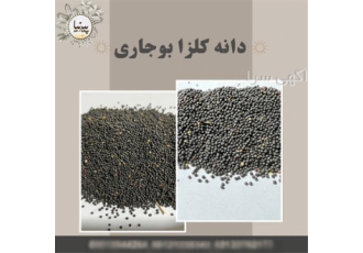 دانه کلزا اعلا روغن گیری