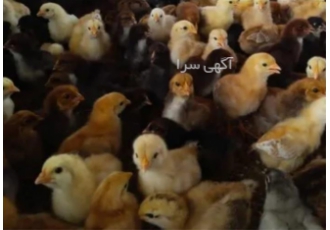 خرید جوجه یک روزه کاکلی و گردن لخت اصیل در نور خرید جوجه یک روزه کاکلی