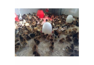 فروش جوجه گلپایگان جوجه یک روزه گلپایگان طیور در تهران جوجه دو رگه