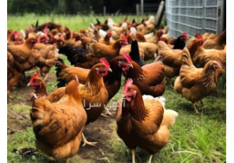 خرید و عرضه مستقیم مرغ تخمگذار اصلاح نژاد شده در نور خرید و عرضه مستقیم