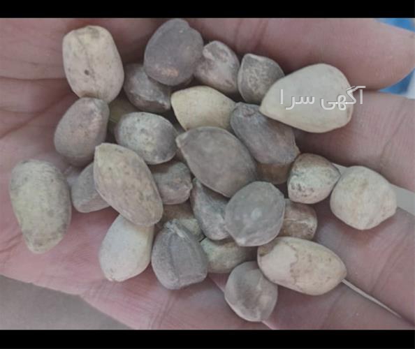 محصولات مورینگا
