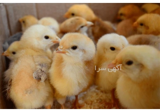 خرید جوجه یک روزه تخم گذار بومی اصلاح شده با ارسال به سراسر کشور در نور