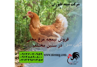 مرغ تخمگذار بومی گلپایگانی فروش مرغ گلپایگانی در تهران مرغ تخمگذار