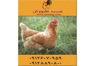 قیمت مرغ تخم گذار لوهمن قهوه ای در تهران قیمت مرغ تخمگذار لوهمن قهوه ای