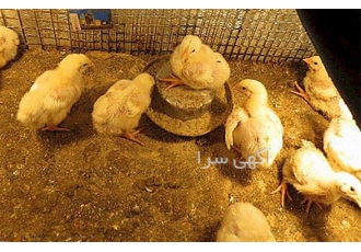 فروش جوجه یک روزه مرغ گوشتی - طیور