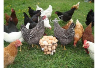 فروش مرغ بومی تخم گذار گوشتی