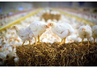 فروش مرغ مادر گوشتی جوجه یک روزه گوشتی