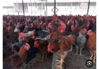 خرید مرغ و خروس ۴ چهار ماهه محلی در نور خرید مرغ و خروس 4 چهار ماهه