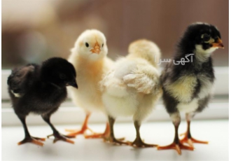 فروش جوجه یک روزه بومی گلپایگانی درجه یک طیور در تهران جوجه درجه یک