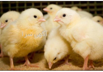 جوجه های یک روزه گوشتی راس شنبه و سه شنبه طیور در تهران جوجه گوشتی یک