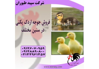 تولید کننده جوجه اردک جوجه اردک پرورشی طیور در تهران تولید کننده