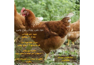 پرورش مرغ بومی در کرج پرورش مرغ بومی گزینه کم هزینه و پر سودی است که می
