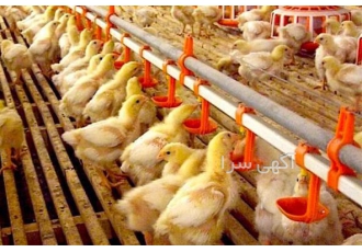 فروش جوجه ۴۵ روزه محلی اصل طیور در تهران با بهترین کیفیت بدون عفونت