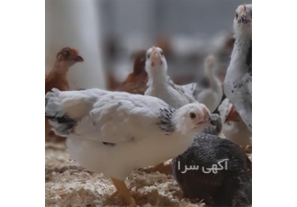 فروش مرغ تخمگذار برتر 4 ماهه با نژاد اصلاح شده و پر تولید