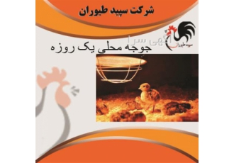 فروش انواع جوجه های یک روزه محلی نژاد مختلف طیور