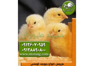 فروش مستقیم جوجه یک روزه گوشتی نژاد راس و پلاس در تهران فروش مستقیم