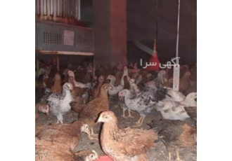 مرغ گلپایگان اصلاح نژاد شده در تهران مرغ گلپایگان اصلاح نژاد شده این