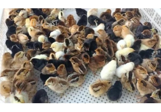 خرید جوجه یک روزه مرغ تخم‌گذار با قیمت مناسب
